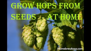 #1 Growing Your Own Hops from Seeds for Your Homebrew Beer: Home Grown Tips \u0026 Tricks