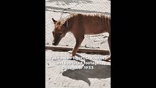 Last footages of extinct animals #edit #extinctanimals #thylacine #rhinoceros