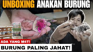 UNBOXING RATUSAN EKOR ANAKAN BURUNG‼️ADA SI BURUNG JAHAT‼️BAJING BISA JADI MASTERAN⁉️