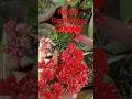 Kalanchoe plant blooming/ how to grow kalanchoe plant/ grow by leaf or cutting # shorts