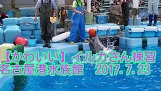 【かわいい】イルカさん練習　名古屋港水族館　2017.7.23