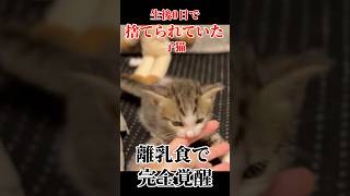 捨て猫だった子猫が離乳食で覚醒しました… #shorts #保護猫 #捨て猫 #子猫 #野良猫 #離乳食 #catlover #kitten