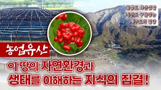 1500년 옛날 농법의 고집,  우리 지형에 최적화된 농업유산!  울릉도 화산섬밭, 청산도 구들장논, 제주도 밭담, 하동군의 전통차 [농업이미래다 16] 20191105