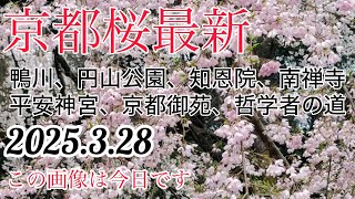 【京都桜最新】2025.3.28　鴨川/円山公園/知恩院/平安神宮/南禅寺/哲学の道/京都御苑