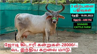 3 விற்பனை பதிவுகள்.ஜோடி கிடாரி கன்றுகள்-28000/-.வட இந்திய கறவை மாடு.