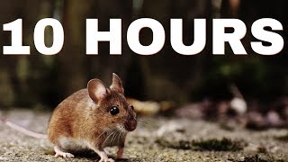 Sound Effect Of Mouse | 10 HOURS