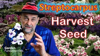 Harvest Streptocarpus Seed (cape primrose) - the When and How.