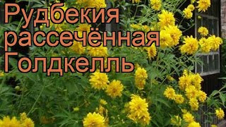 Рудбекия рассечённая Голдкелль (goldquelle) 🌿 обзор: как сажать, рассада рудбекии Голдкелль