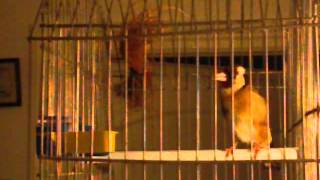 TÉLÉCHARGER CHANT CHARDONNERET KADOUS MP3 GRATUIT CHANT CHARDONNERET KADOUS MP3 GRATUIT