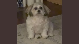 i failed my drivers test again (stripped)