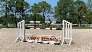 12YO, 16.2H imported Holsteiner winning Grand Prix mare schooling 1m45/1m50