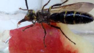 Campsomeris sp (Scoliid wasp) eating an apple