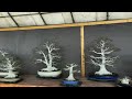 Bonsai Best in the world Bonsai Maple Bonsai Juniper