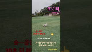 댕댕이 또리~~~축구를 잘 합니다 . 어찌나 신나게 하는지🐶🐕‍🦺