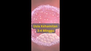 Perkembangan janin usia hamil 3-4 minggu