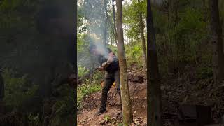 The workers are diligently drilling holes in the agarwood trees. #agarwood #agarwoodtree #shorts #沉香