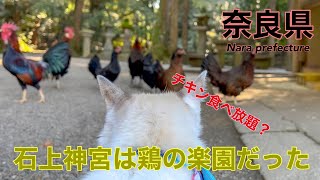 鶏の楽園の石上神宮へ行く旅する猫