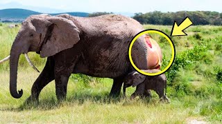 After giving birth, the elephant cried for a long time. People screamed when they saw who she gave b