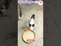 கோழி எல்லாம்🐔மண் குளியல்🐓போடுறாங்க☺️ nattukozhivalarpuintamil todaytrending viralshorts chicken eggs