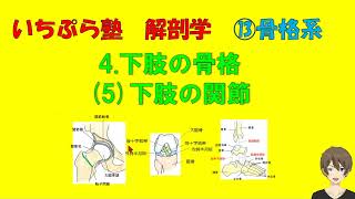 【いちぷら塾】解剖学　13骨格系 4下肢の骨格　(5) 下肢の関節　股関節、膝関節、距腿関節（足関節）など                  #あん摩マッサージ指圧師、鍼灸師