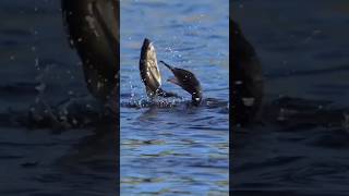 enemy of fish #shorts #trending #youtubeshorts #subscribe #foryou #کوین#vral #ytshorts #how #animals