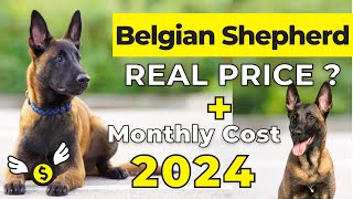 Belgian Shepherd Price In India 2024 | Belgian Malinois Price and Monthly Expenses