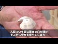 【静岡県】アサリを食べてしまう貝の脅威 ソーシャルイノベーションニュース