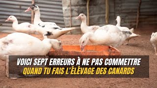 Voici ce qu' il faut faire pour le bien de nos canards