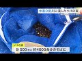 厚さ１０センチの氷の下から「寒ざらしそば」引き揚げ 水温０度の清流に浸し甘み引き立つ 〈宮城・白石〉 25 02 03 19 45