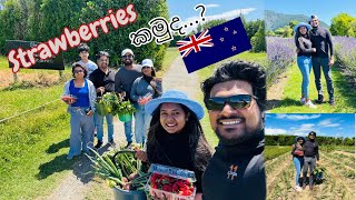 ස්ට්‍රෝබෙරි කමුද.. 🍓🍓 Strawberry picking  🇳🇿 | Sinhala Vlog | New Zealand Life