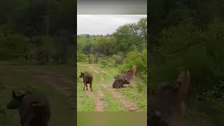 😱 क्या एक भैंस दूसरे भैंस को शेर से बचा पाएगा 🤔 #shorts #animals