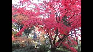 秋の栄摂院。庭園の紅葉が見ごろを迎える-2021年11月24日