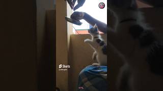 cats kitten ஆறு வேளை சோறு சாப்பிட்டாலும் பத்தாது...🤣😂🤣#kitten #cat #catvideos #viral #shorts #short