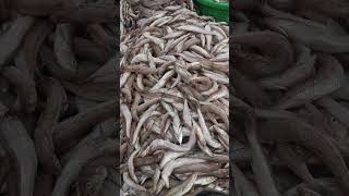 வண்டி நிறைய 300 கிலோ கிழங்கா மீன் #fish #seafood #fishing #fishmarket #sea #fishes #nature #cute