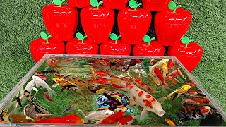 Unboxing Colorful Ornamental Fish, Jumbo Koi Fish, Goldfish, Betta Fish, Catfish, Lobster