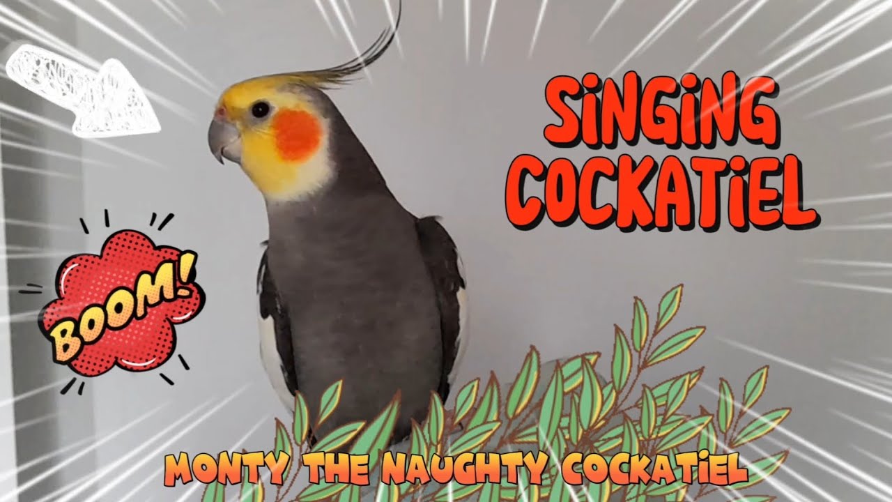 Monty The Naughty Cockatiel Singing Monty Viral Birdsinging Youtube