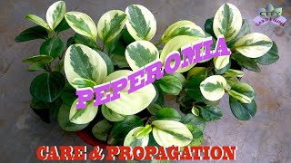 Peperomia Obtusifolia/ Baby Rubber Plant; care and propagation