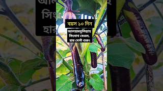 আলহামদুলিল্লাহ, সিং নাথ বেগুন গাছের বয়স ২ মাস + বেগুন ধরা পরেছে। #foryou #youtubeshorts #বেগুনচাষ।