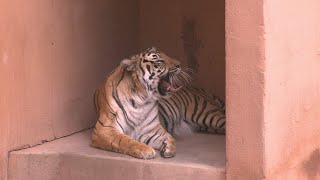 ABQ Biopark invites guests to tour behind the scenes