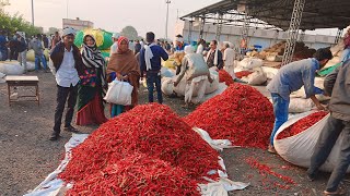 कुक्षी मिर्ची मंडी में सुपर मिर्ची का भाव देखे || kukshi Mirchi mandi bhav || lal mirch ka Rate