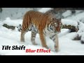 How to Create a Tilt-Shift Blur Effect with HTML, CSS, and JavaScript!