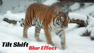 How to Create a Tilt-Shift Blur Effect with HTML, CSS, and JavaScript!