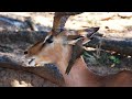 animal and birds happy together yellow billed oxpecker rhino deer hippo