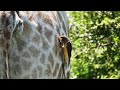 animal and birds happy together yellow billed oxpecker rhino deer hippo