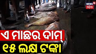 ଏ ମାଛର ଦାମ୍ ୧୫ ଲକ୍ଷ |  Nine Giant Fish Weighing Over 1.99 Quintal Sold For Rs 15 Lakh In Digha