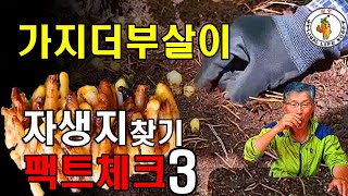 가지더부살이 자생지 쉽게 찾는 3가지 팩트와 먹는 방법 소개(Eng sub)