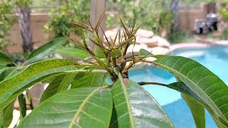 Kesar Mango from GreenLife Nursery Growing strong in a 25 gallon Pot