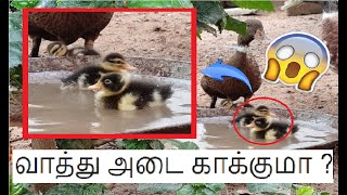 Duck Eggs Hatching | Duck egg hatching in tamil | vaathu Adai kaakuma ? #ducks  @maaranuniverse