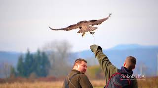 Sokolarski susret Karlovac 2017-Falconry meet Karlovac 2017 - SokolarKA 2017