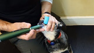 Ultrasonic Plaque Remover for Dog Teeth - Review